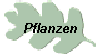 Pflanzen