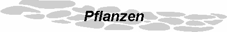Pflanzen