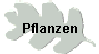 Pflanzen